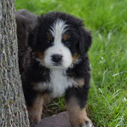Bernese Mountain Dog Puppies from Knight Bernese