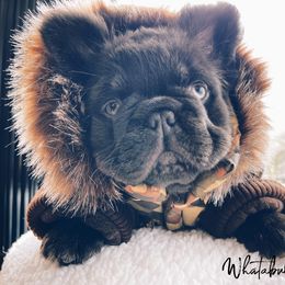 French Bulldog Puppies from Whatabulldog