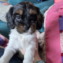 Cavapoo Puppies from Panda Puppies