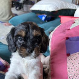 Cavapoo Puppies from Panda Puppies