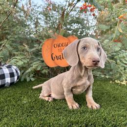 Dachshund and French Bulldog Puppies from AZ Royal Doxies llc