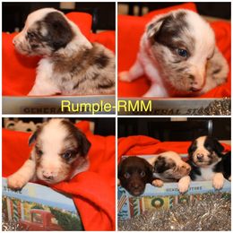Australian Shepherd Puppies from Not Of This World Australian Shepherds