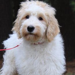 Australian Labradoodle Puppies from IvyLane Labradoodles