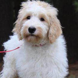 Australian Labradoodle Puppies from IvyLane Labradoodles