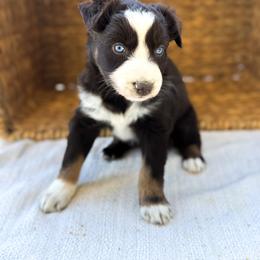 Star Dust - Red tri-color female Australian Shepherd puppy in Unionville, Iowa from Soap Creek Kennels