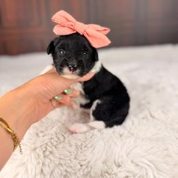 Ashley - Black tri-color female Aussiedoodle puppy in Sweetwater, Florida from Sandy Snout Doodles