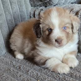 Mountain Music - Red merle male Miniature American Shepherd puppy in Goldendale, Washington from Amulet Charm