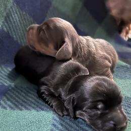 Dachshund Puppies from Jennifer Marett