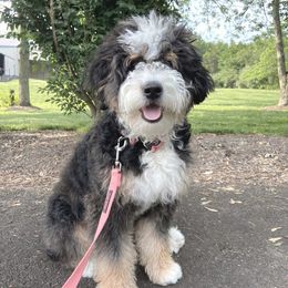 Evie - Bernedoodle