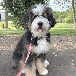Evie - Bernedoodle
