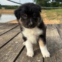 Hershey - Black tri-color female Australian Shepherd puppy in Denton, North Carolina from Double R Farm Aussies