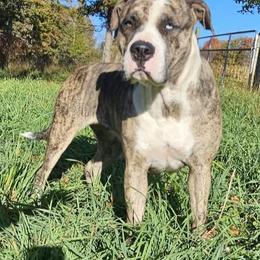 Blue Belle - Alapaha Blue Blood Bulldog