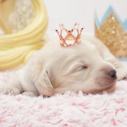 Kristoff - Cream male Dachshund puppy in Big Rapids, Michigan from 30 Acre Woods Dachshunds