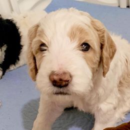 Goldendoodles from Hope Acres