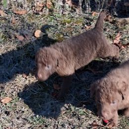 Purple - Brown female Chesapeake Bay Retriever puppy in Michigan from Blackwood Chesapeakes