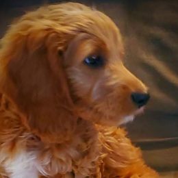 Goldendoodles from The One Pup