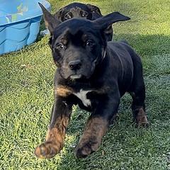 Mountain Cur Puppies from Walnut Ridge Mountain Curs