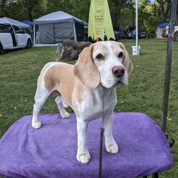 Jimbo - Beagle