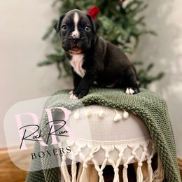 Kringle - Brindle male Boxer puppy in Upper Sandusky, Ohio from Rock Run Homestead