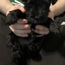 Raven - Black female Miniature Schnauzer puppy in Newburgh, Indiana from Lakehouse Miniature Schnauzers of Southern Indiana