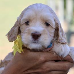 Yellow - Caramel red female Australian Labradoodle puppy in Milton, North Carolina from Good Day Doodles