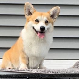 Tater - Pembroke Welsh Corgi