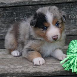 Girl 1 - female Australian Shepherd puppy in Burbank, South Dakota from Dakota Rose Aussies