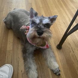 Lilac - Miniature Schnauzer