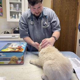 Golden Retriever Puppies from Ruff Life Goldens