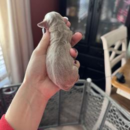 Isabella and tan girl - Fawn (isabella) and tan female Dachshund puppy in Indian Trail, North Carolina from Hilda’s Teenie Weenies