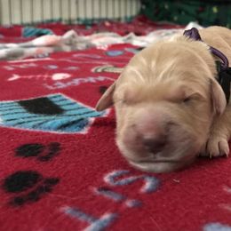 Girl 2 - Golden Retriever puppy in Argyle, Texas from Randalls Golden Retrievers