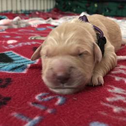 Girl 2 - Golden Retriever puppy in Argyle, Texas from Randalls Golden Retrievers