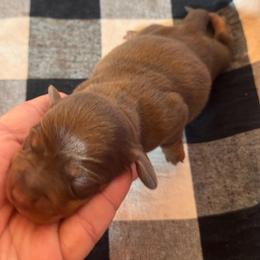 Leo - Chocolate and tan male Dachshund puppy in Corbin, Kentucky from Doxie Dapples