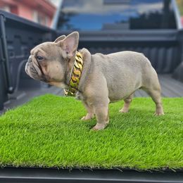 Paco - French Bulldog