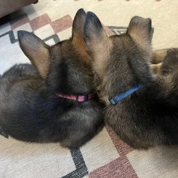 German Shepherd Puppies from Czech Haven GSD Kennel