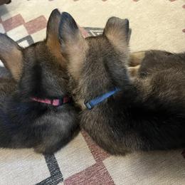 German Shepherd Puppies from Czech Haven GSD Kennel