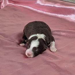 Lady - Red tri female Miniature Australian Shepherd puppy in Lufkin, Texas from Texas Lil Cowdogs