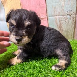 Oscar - Black and silver male Miniature Schnauzer puppy in Lufkin, Texas from C&K’s Schnauzer House