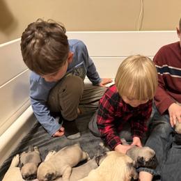 Pug Puppies from Sweet Mercy Farm