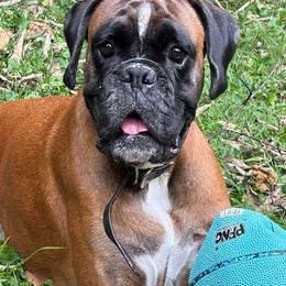 Silviya - Boxer