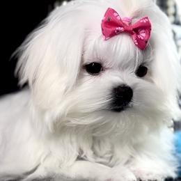 Maltese puppies from Always Maltese