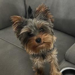 Rottweilers and Yorkshire Terriers from Superior Family Kennels