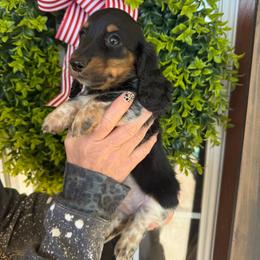 Gypsy - Piebald female Dachshund puppy in Aurora, Missouri from Baker Farms
