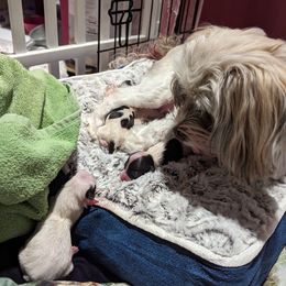 Havanese Puppies from Havanese Puppies of Austin Texas