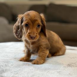 Maddie - Dapple female Dachshund puppy in Chehalis, Washington from Devoted Doxies - DLL