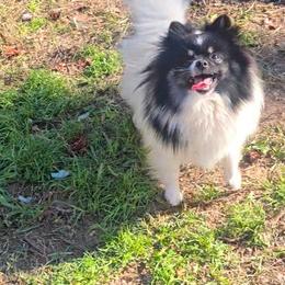 Serena - Pomeranian
