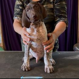 Boy 4 - Liver and white male German Shorthaired Pointer puppy in Aitkin, Minnesota from Whispering’s GunDogs