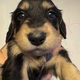 Krystal - Black and cream female Dachshund puppy in Knoxville, Tennessee from East TN Dachshunds