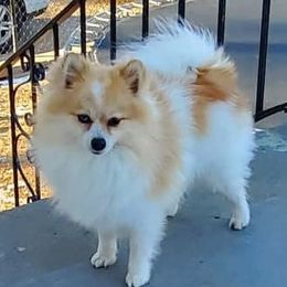 Wesson - Pomeranian