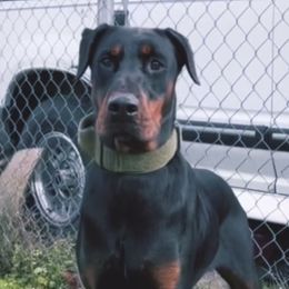 Sica - Doberman Pinscher